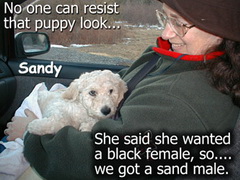 Sandy First Day