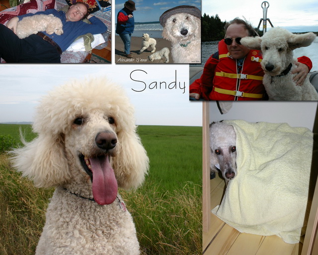 Sandy The Poodle